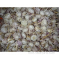 Regular White Garlic Fresh New Crop 2019